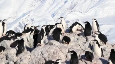 Kıyıda duran penguenler