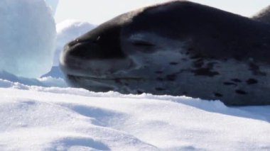 Bir buzdağı üzerinde leopar foku