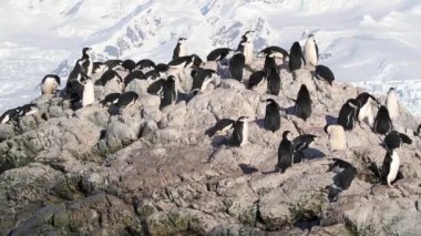 Miğfer penguenleri kolonisi