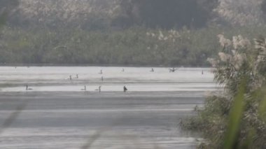 Kuşlar nehrin üzerinde uçuyor