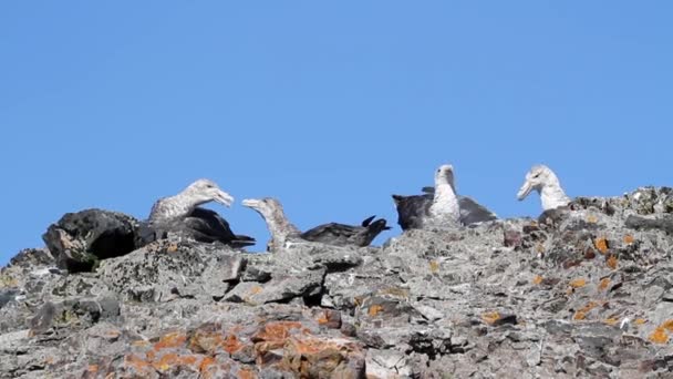 Aves de pie en la orilla — Vídeos de Stock