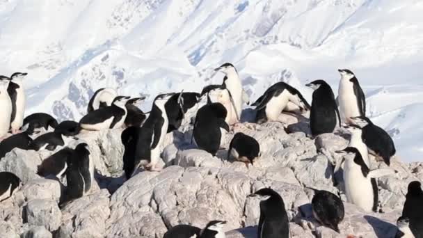Pinguine stehen an Land — Stockvideo