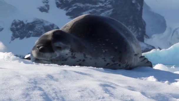 Phoque léopard sur un iceberg — Video