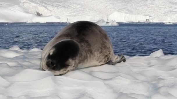 Phoque léopard sur un iceberg — Video