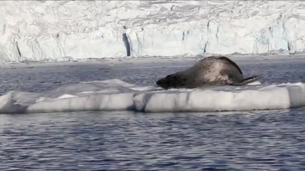 氷山にヒョウアザラシ — ストック動画