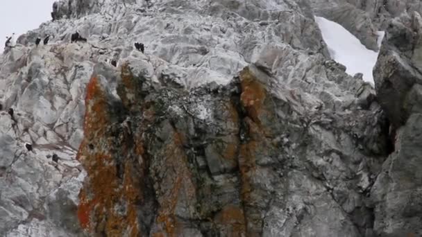 Пінгвіни, сидячи на скелі — стокове відео