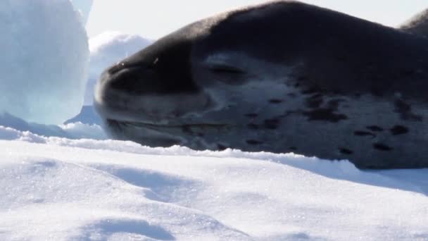 Leopardenrobbe auf einem Eisberg — Stockvideo