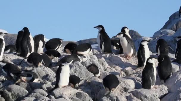 Colônia de pinguins Chinstrap — Vídeo de Stock