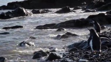 Suda yürüyen penguenler