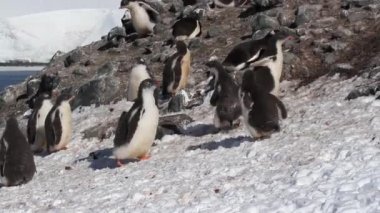 Kıyıda oynayan penguenlerin