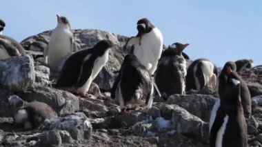 Kayalar üzerine oturan penguenler