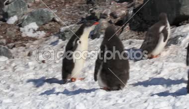 Siyahlısı sahilde yürüyen penguenler