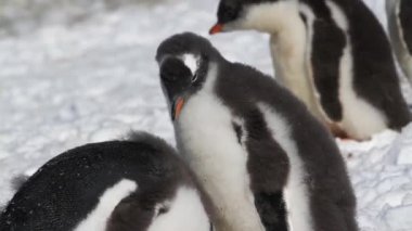 Kar üzerinde duran penguenler