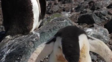 Kayalar üzerine oturan penguenler