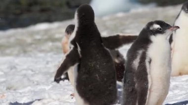 Kıyıda duran penguenler