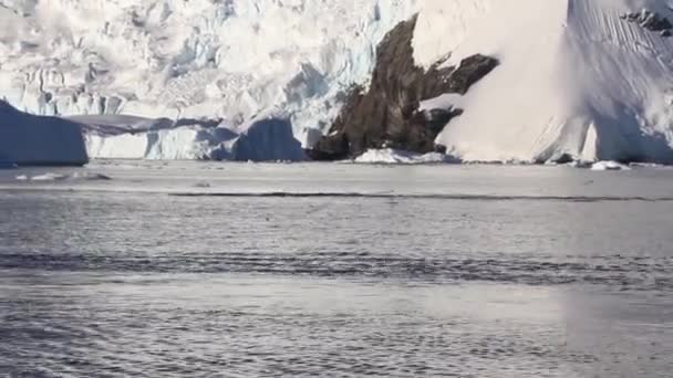 Humpback whale in water — Stock Video