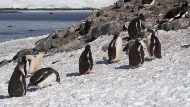 Pingouins jouant à terre — Video