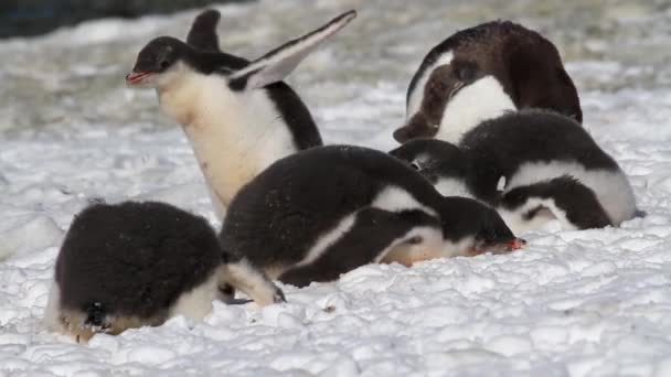 Pingouins mangeant de la neige — Video