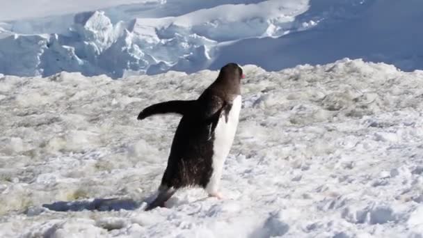Pingvin sétál a hó