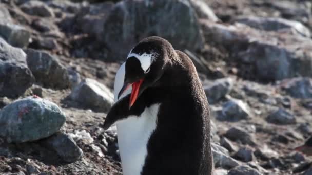 巴布亚企鹅清洁自己 — 图库视频影像