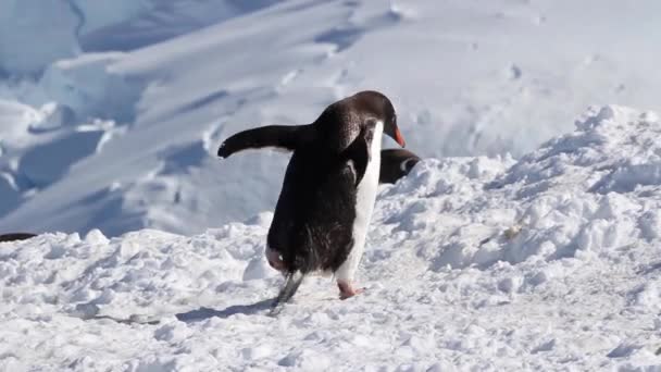 Gentoo pingvin séta