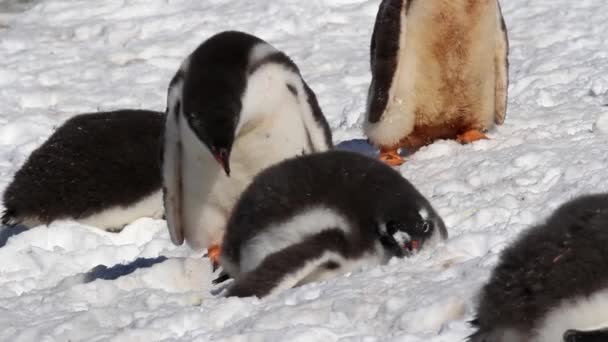 Pinguini in piedi sulla riva — Video Stock