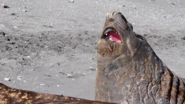 Слоновьи тюлени спят на пляже — стоковое видео