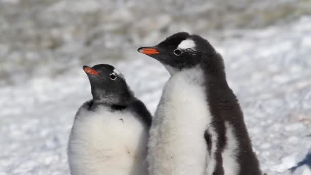 Pinguins em pé na costa — Vídeo de Stock