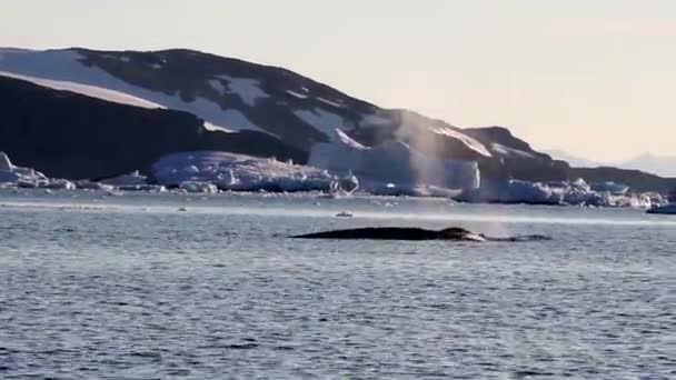 Горбатый кит в воде — стоковое видео