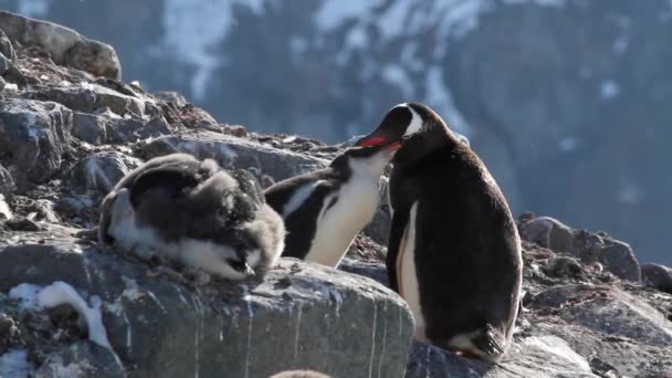 Pingüinos se acicalan en la orilla — Vídeos de Stock