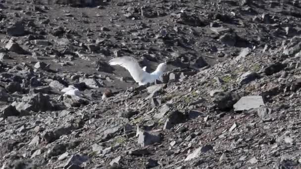 Блуждающий альбатрос, идущий по скалам — стоковое видео