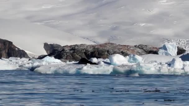 Selo de leopardo em um iceberg — Vídeo de Stock