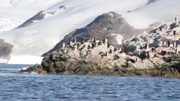 Colonia de pingüinos Chinstrap — Vídeos de Stock