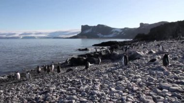 Penguenler koloni grup