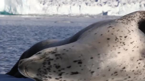 Sello de leopardo en un iceberg — Vídeo de stock