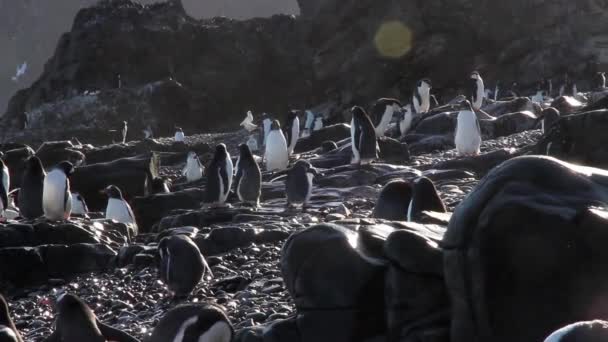 Group of penguins colony — Stock Video