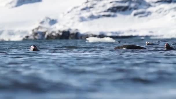 Pingüinos nadando en el agua — Vídeo de stock