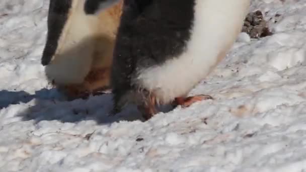 Gentoo pinguïns lopen op sneeuw — Stockvideo