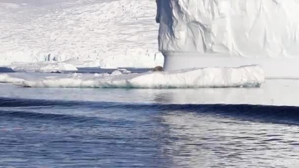 Leopardenrobbe auf einem Eisberg — Stockvideo