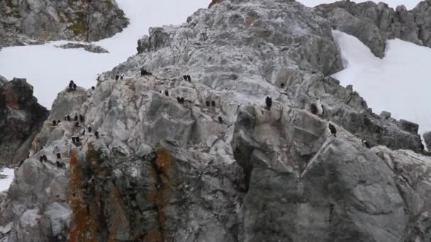 Corvos-marinhos antárticos em uma rocha — Vídeo de Stock