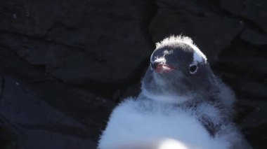 Gentoo pengueni kıyısında