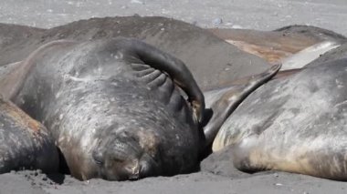 Güney mühür tırmalamak