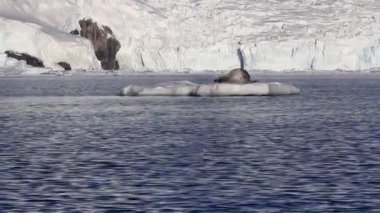 Bir buzdağı üzerinde leopar foku