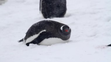 Kıyıda duran penguenler