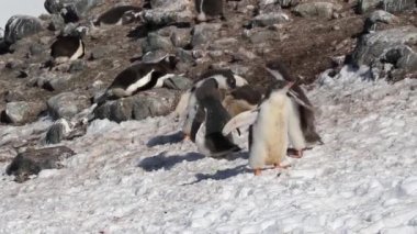 Kıyıda oynayan penguenlerin