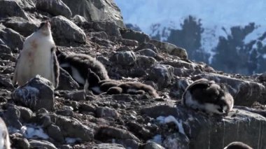 Kayalar üzerine oturan penguenler