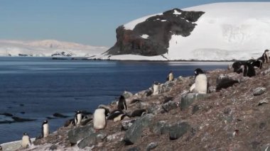 Kıyıda duran penguenler