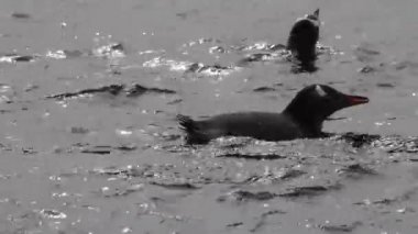 Penguenler suda yüzmek