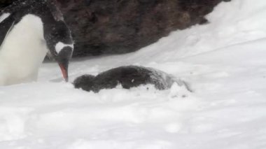 Gentoo penguenleri fırtınada