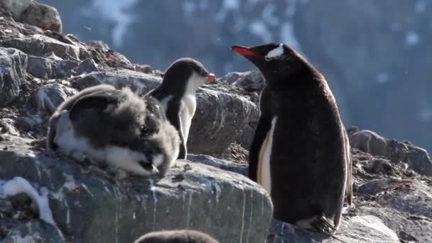 Pinguïns en kuikens op de wal — Stockvideo